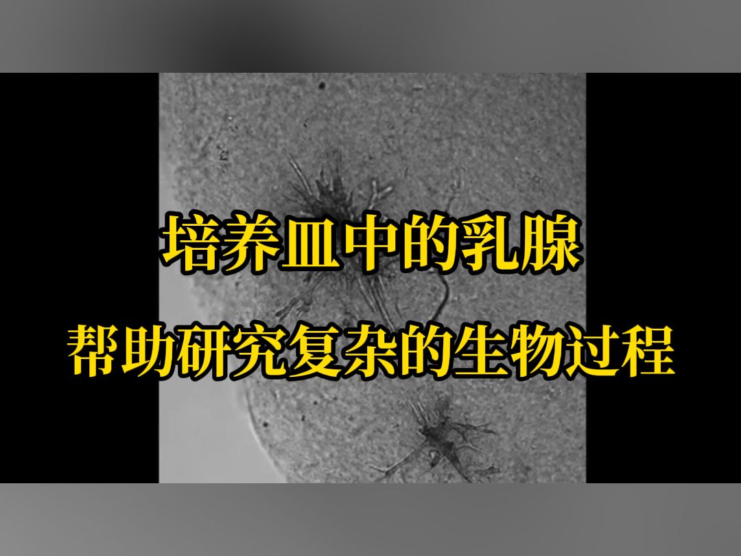 培养皿中的乳腺 帮助研究复杂的生物过程哔哩哔哩bilibili