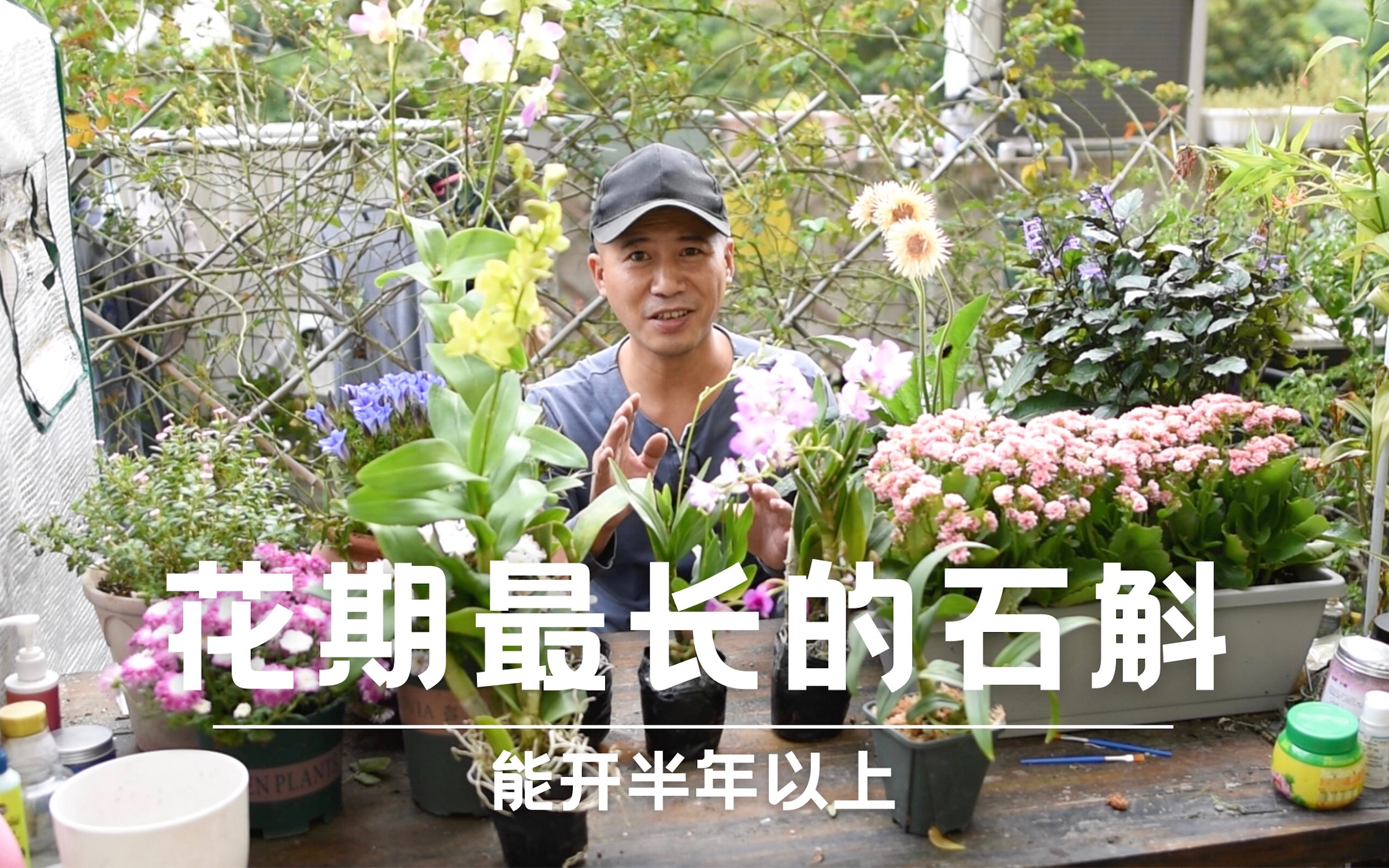 花期最长石斛兰,能开半年以上,阳台一族超适合哔哩哔哩bilibili