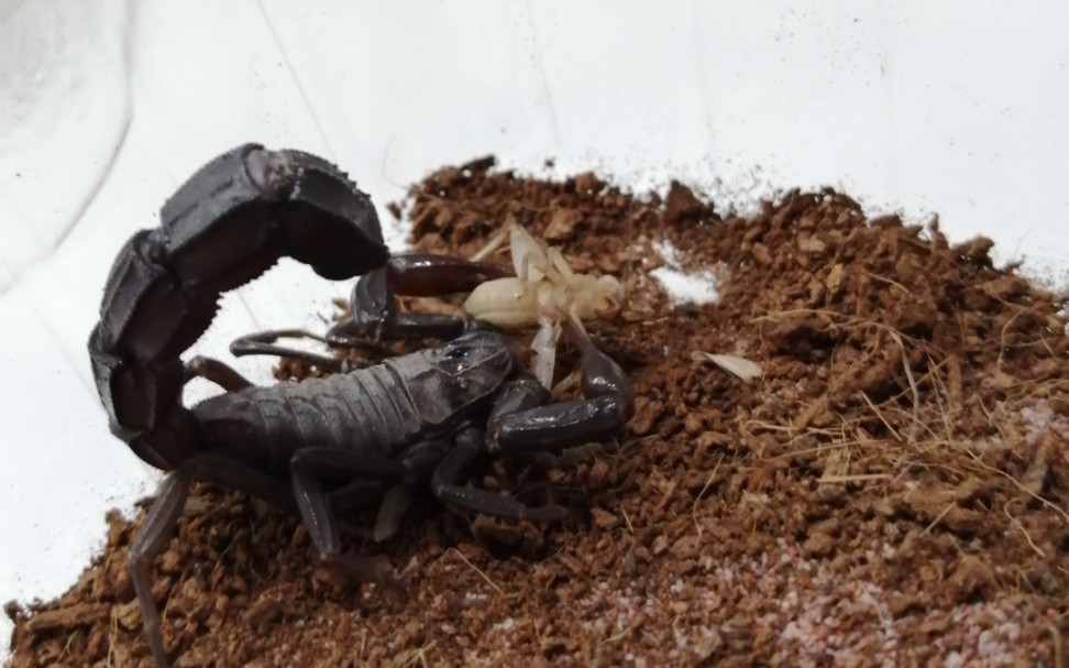 androctonuscrassicauda土耳其黑肥尾蝎肥尾蝎喂食