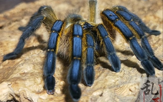 hp南非蓝腿巴布开箱_哔哩哔哩_bilibili