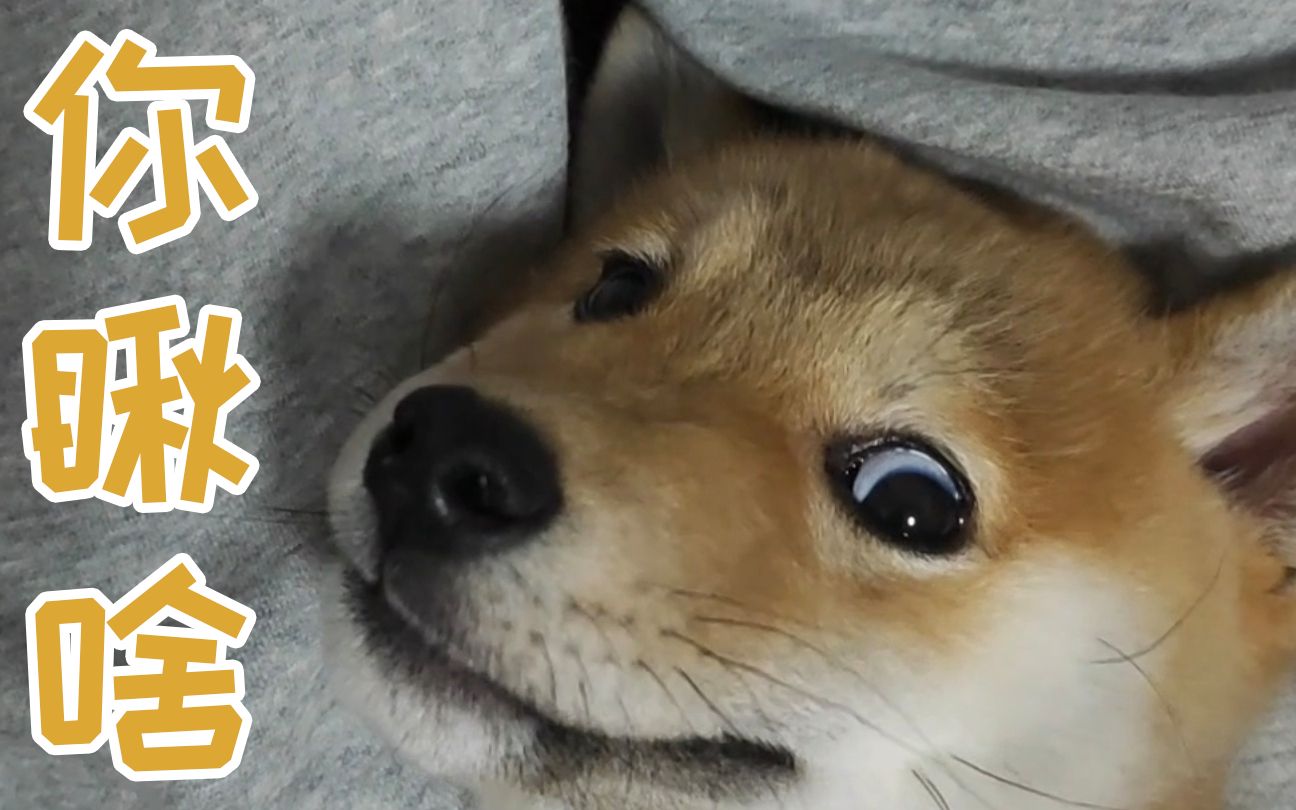 你 瞅 啥 ?瞅 你 咋 滴