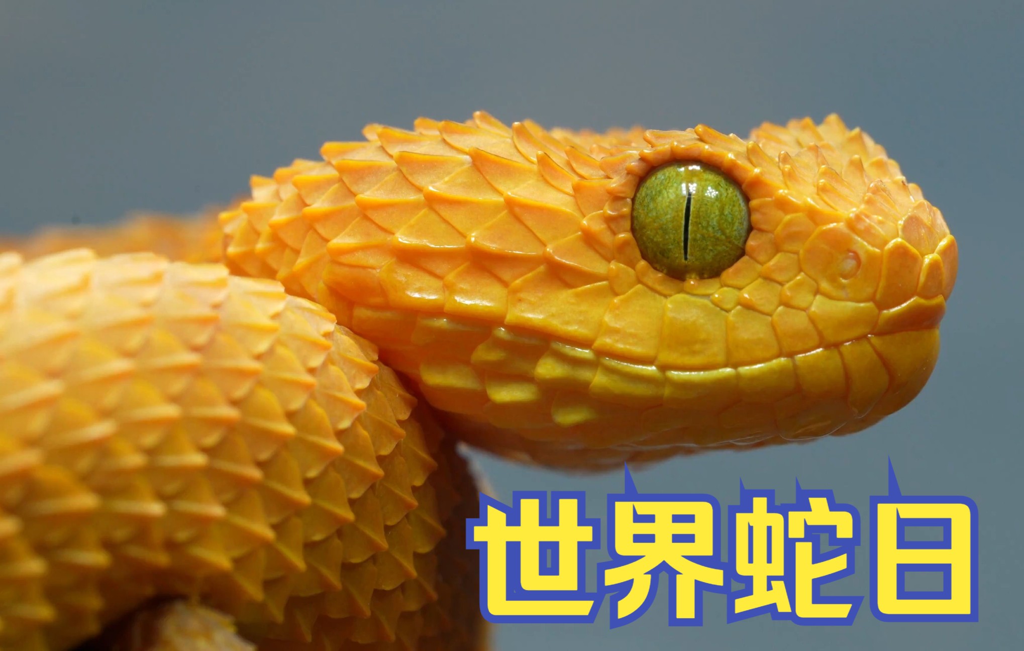 鳞树蝰快速炫饭实录,献给所有爱蛇之人