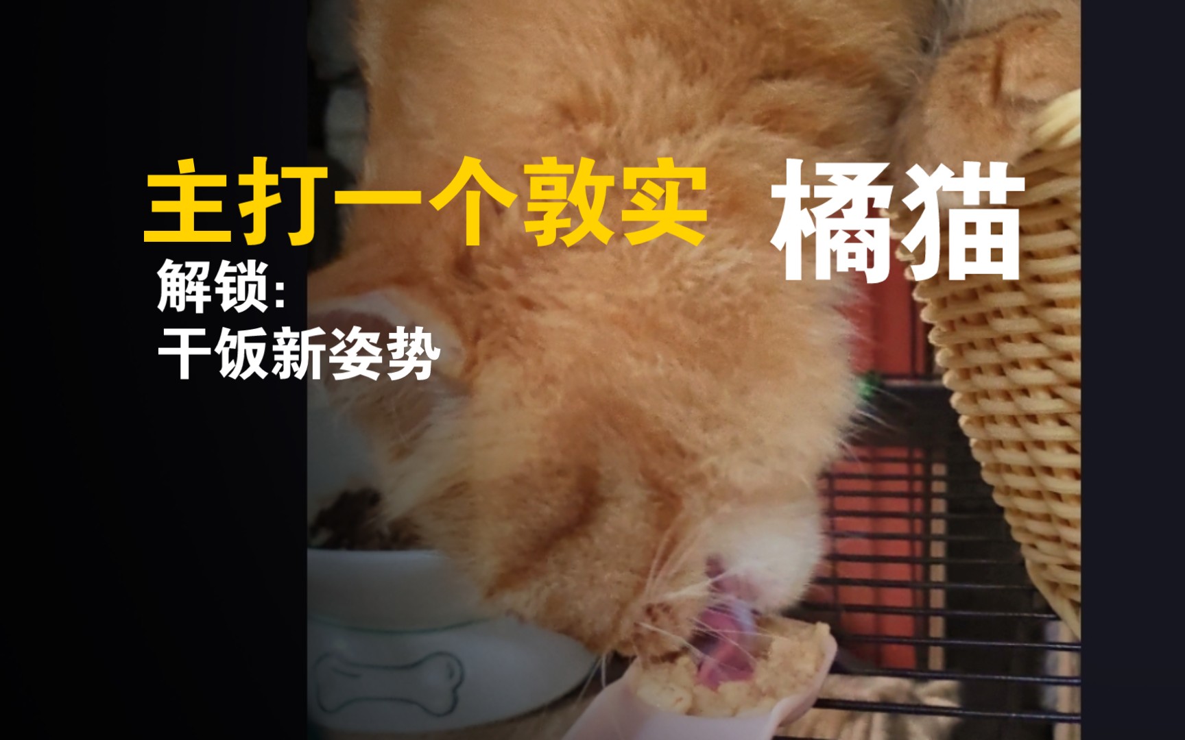 敦实:一个普通橘猫的形容词哔哩哔哩bilibili