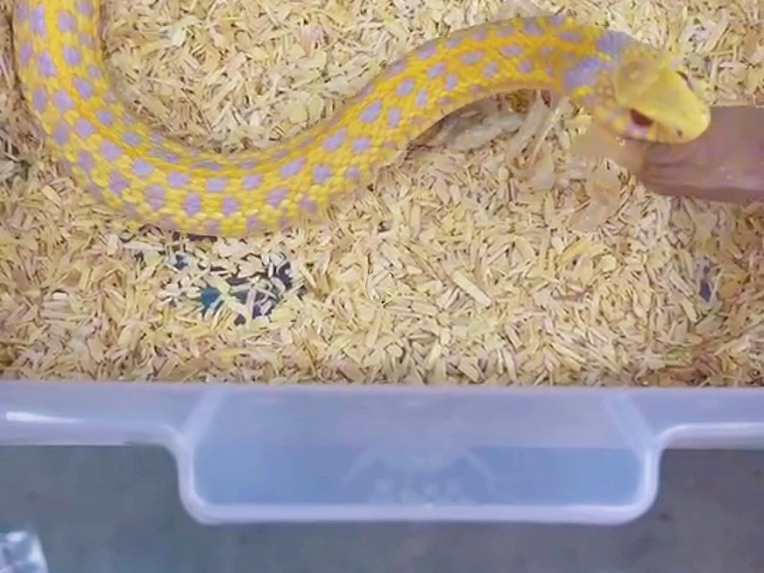 白化束带蛇吃生骨肉肠