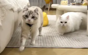 猫顺拐会遗传！