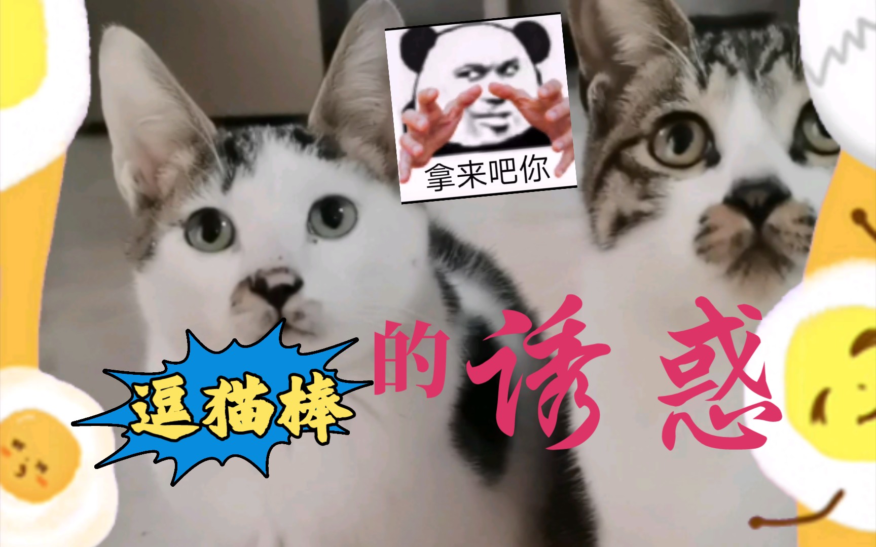 逗猫棒:喵喵,你拿什么抵抗我,嗯?【小妖精】哔哩哔哩bilibili