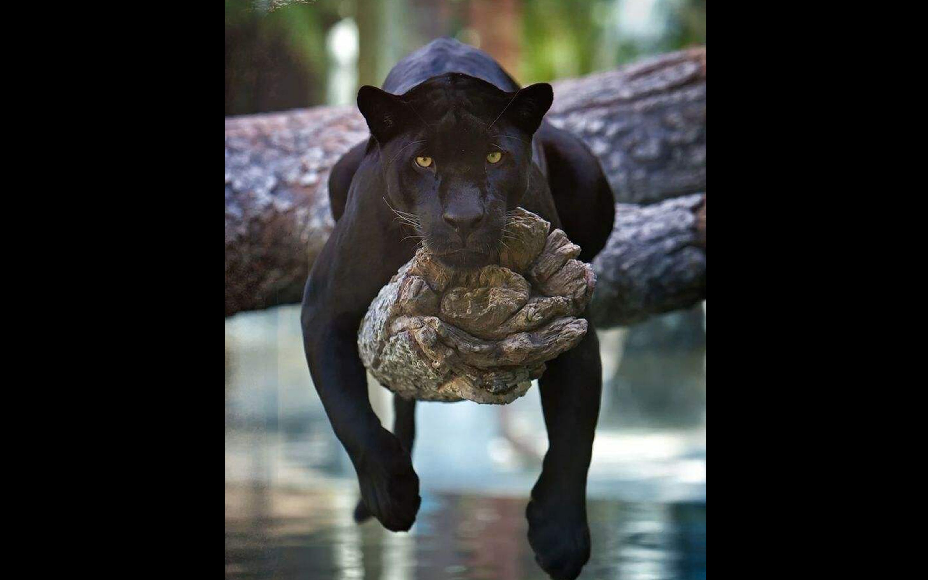 黑豹:是时候展现捕食技巧了!