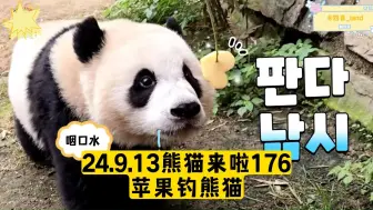 Download Video: 【中字】24.9.13熊猫来啦ep176丨宋宝钓猫下班，苹果近在眼前，可是睿宝辉宝怎么也吃不到