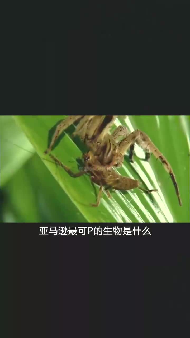 亚马逊森林 恐怖生物图片