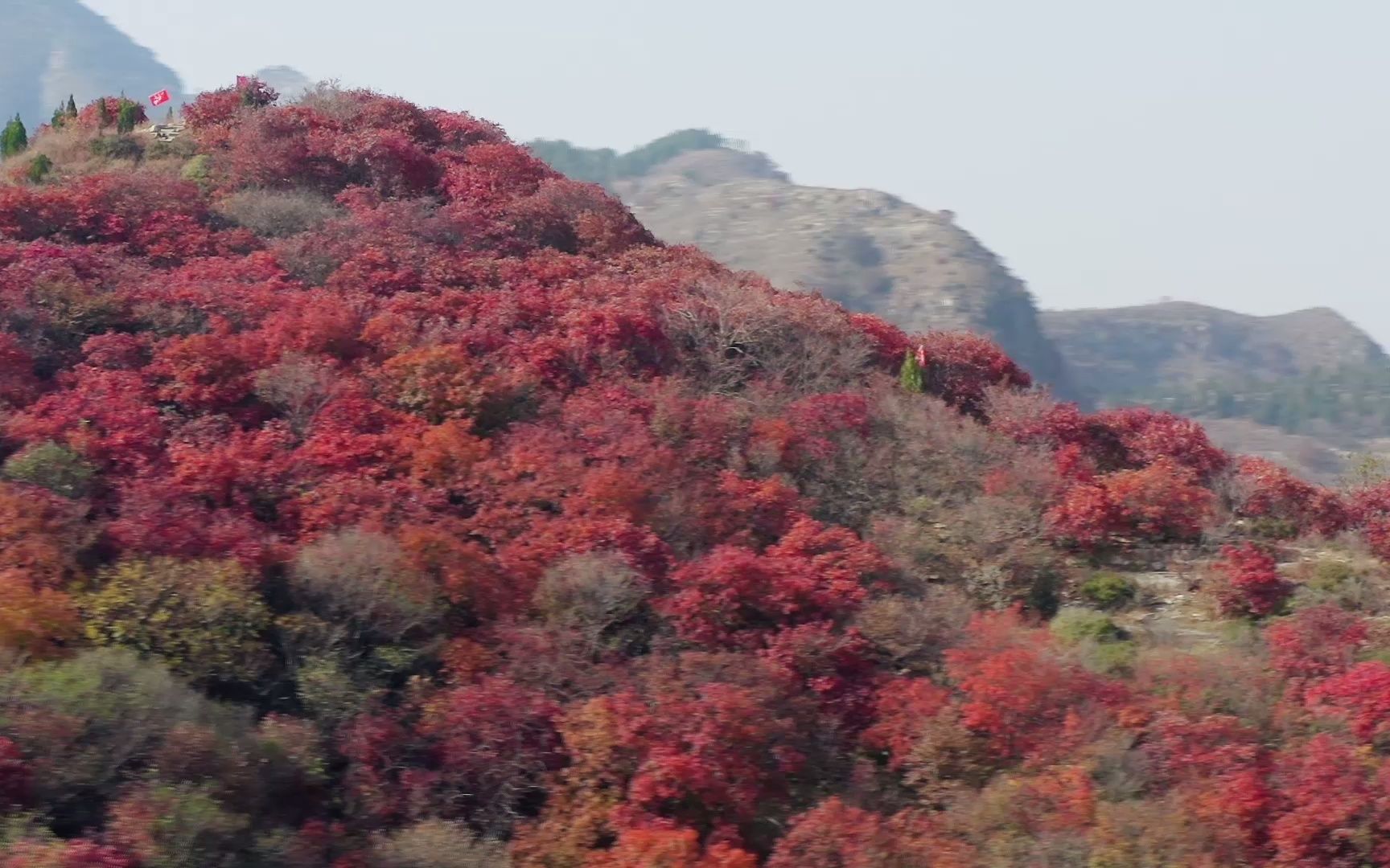 山东青州红叶满山,赏秋正当时