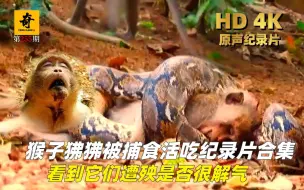 Download Video: 高清原声纪录片，猴子狒狒被捕食活吃精彩纪录片合集，看它们遭殃是否很解气