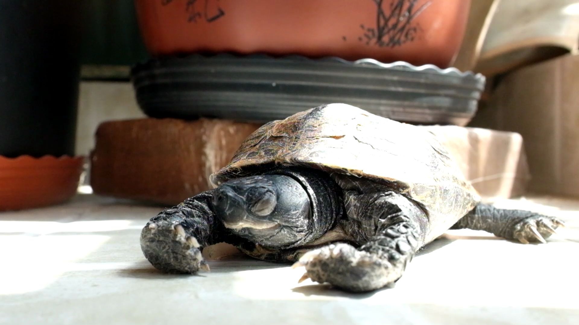 【墨龟】乌龟睡觉