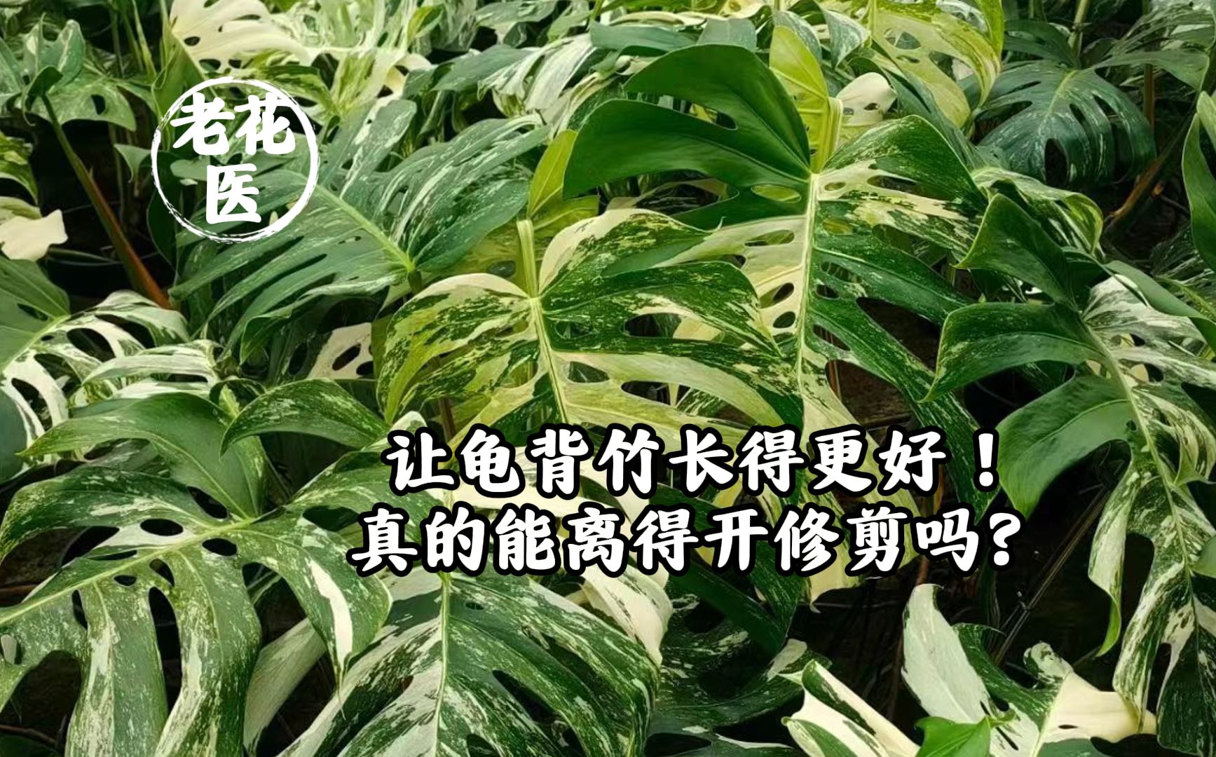 让龟背竹长得更好!真的能离得开修剪吗?哔哩哔哩bilibili