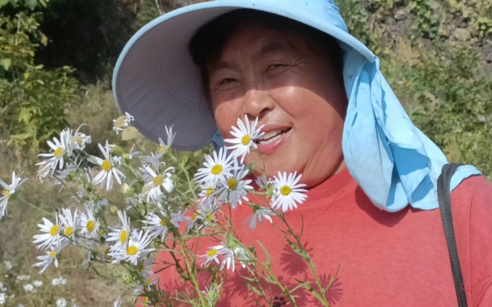 [图]干活路上的风景，一山谷的野菊花，美得让人陶醉