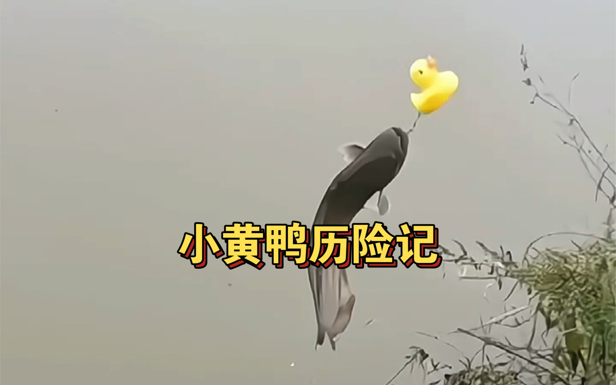 路亚钓鱼—小黄鸭历险记.哔哩哔哩bilibili