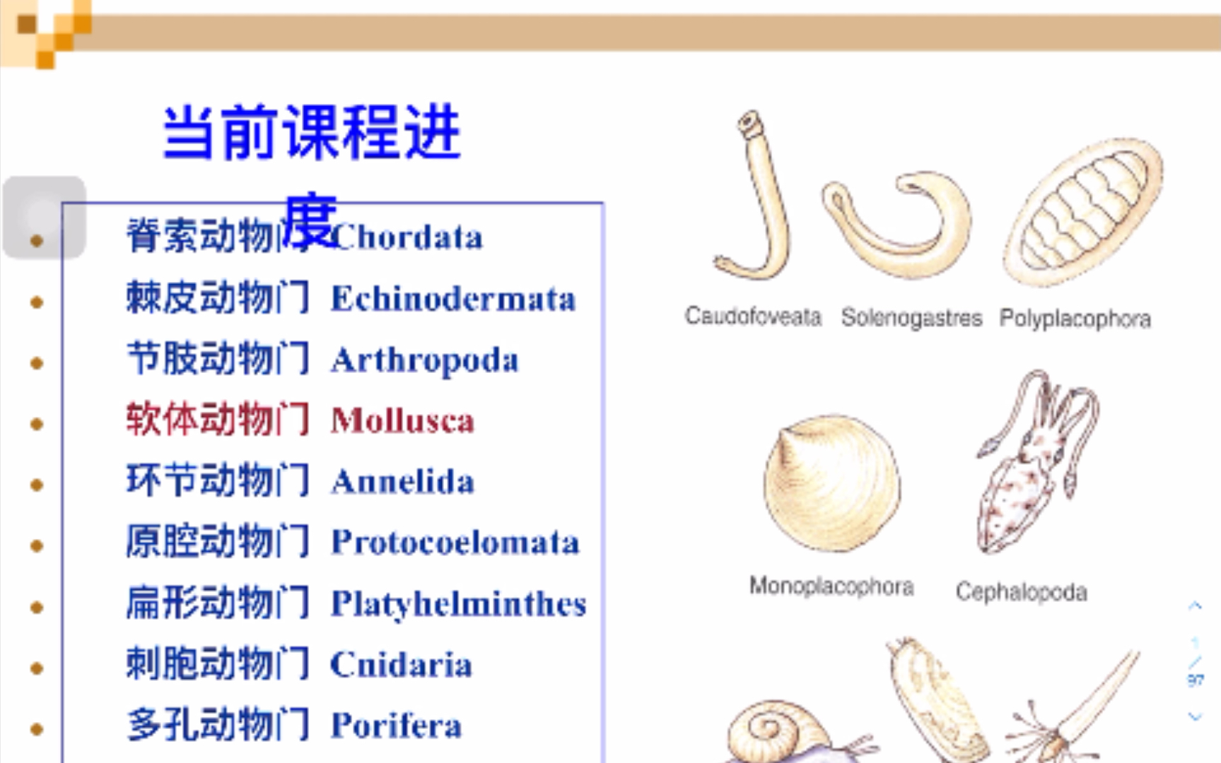 《普通动物学》8软体动物门哔哩哔哩bilibili