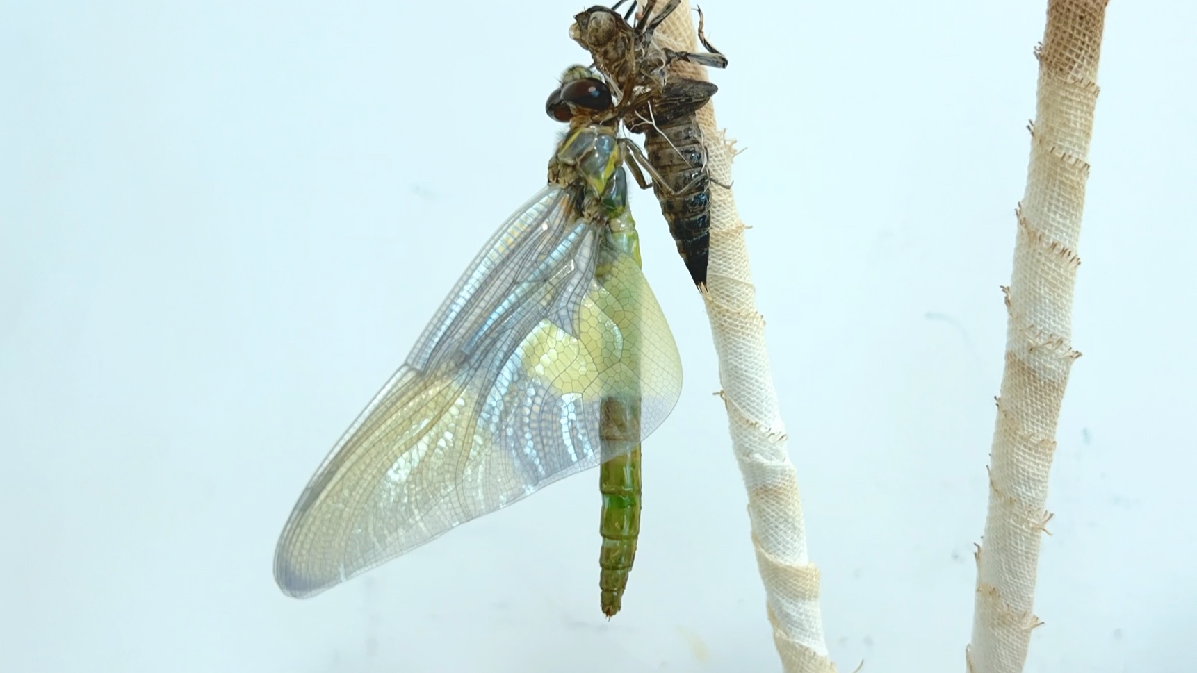 蝴蝶裂唇蜓羽化