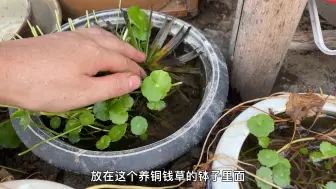 下载视频: 水竹叶片就能繁殖，方法简单易成活，1周左右生根长出7个侧枝出来