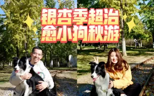 Télécharger la video: 银杏季爱宠江浙沪秋游好去处