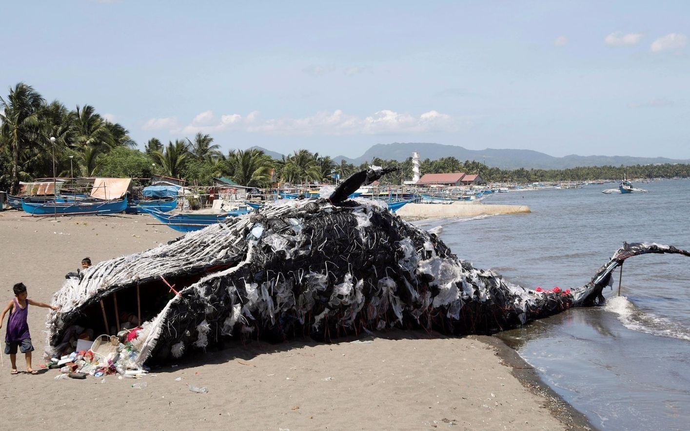 鲸鱼搁浅后死亡,胃里解剖出10斤垃圾,海洋保护问题不容小视