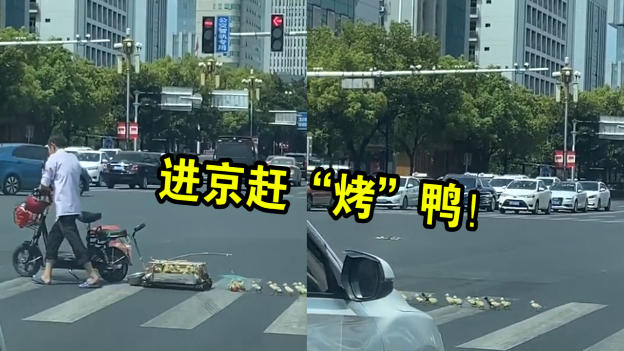 进京赶"烤"!大爷带领一群鸭子过马路,网友:最后那只跑票了!