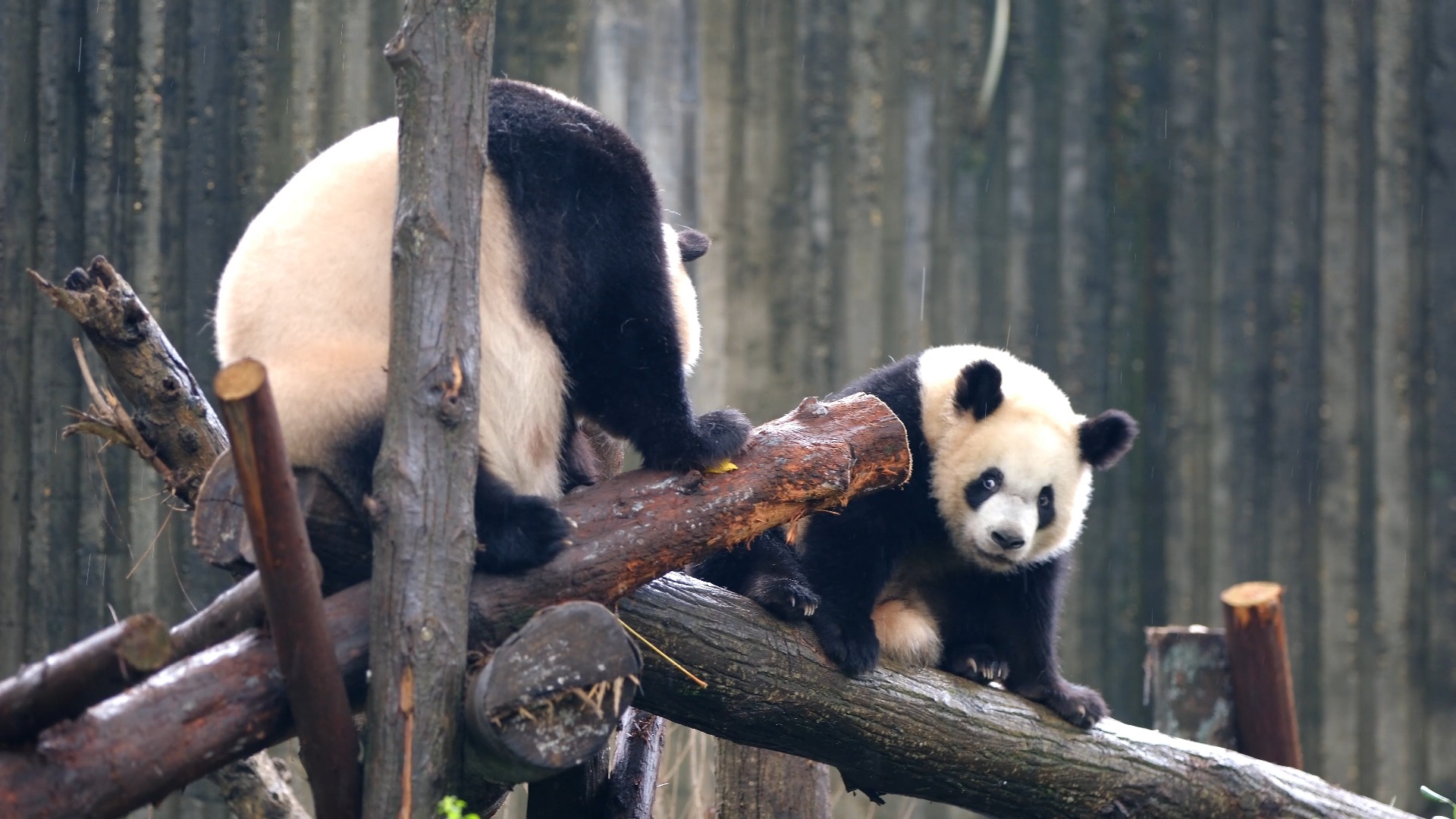 壁纸 大熊猫 动物 1920_1080
