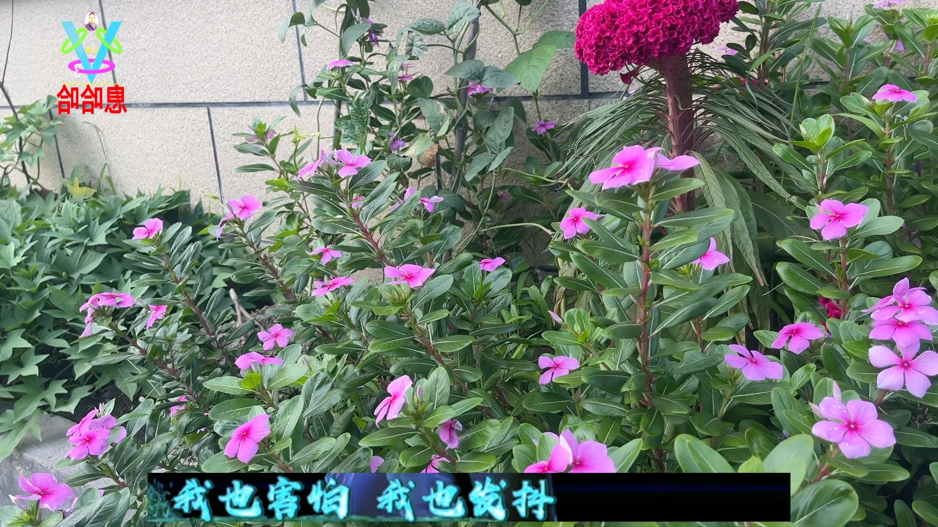 [图]赏花听戏 评剧《红高粱》选段 梨园百花开