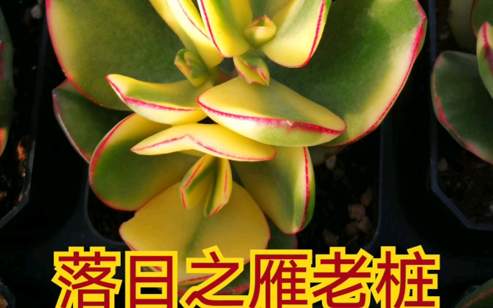 落日之雁老桩