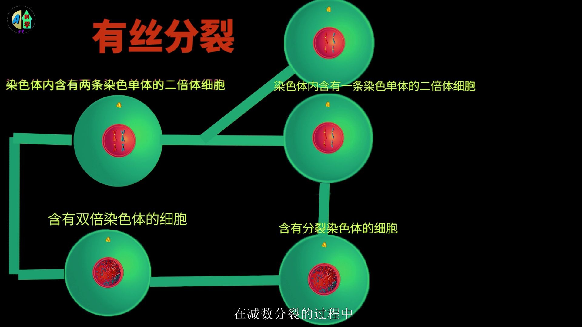 有丝分裂通过复制将遗传物质传给下一代,对细胞的遗传有重要意义哔哩哔哩bilibili