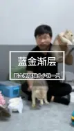 Download Video: 蓝金渐层猫多少钱一只(A624)