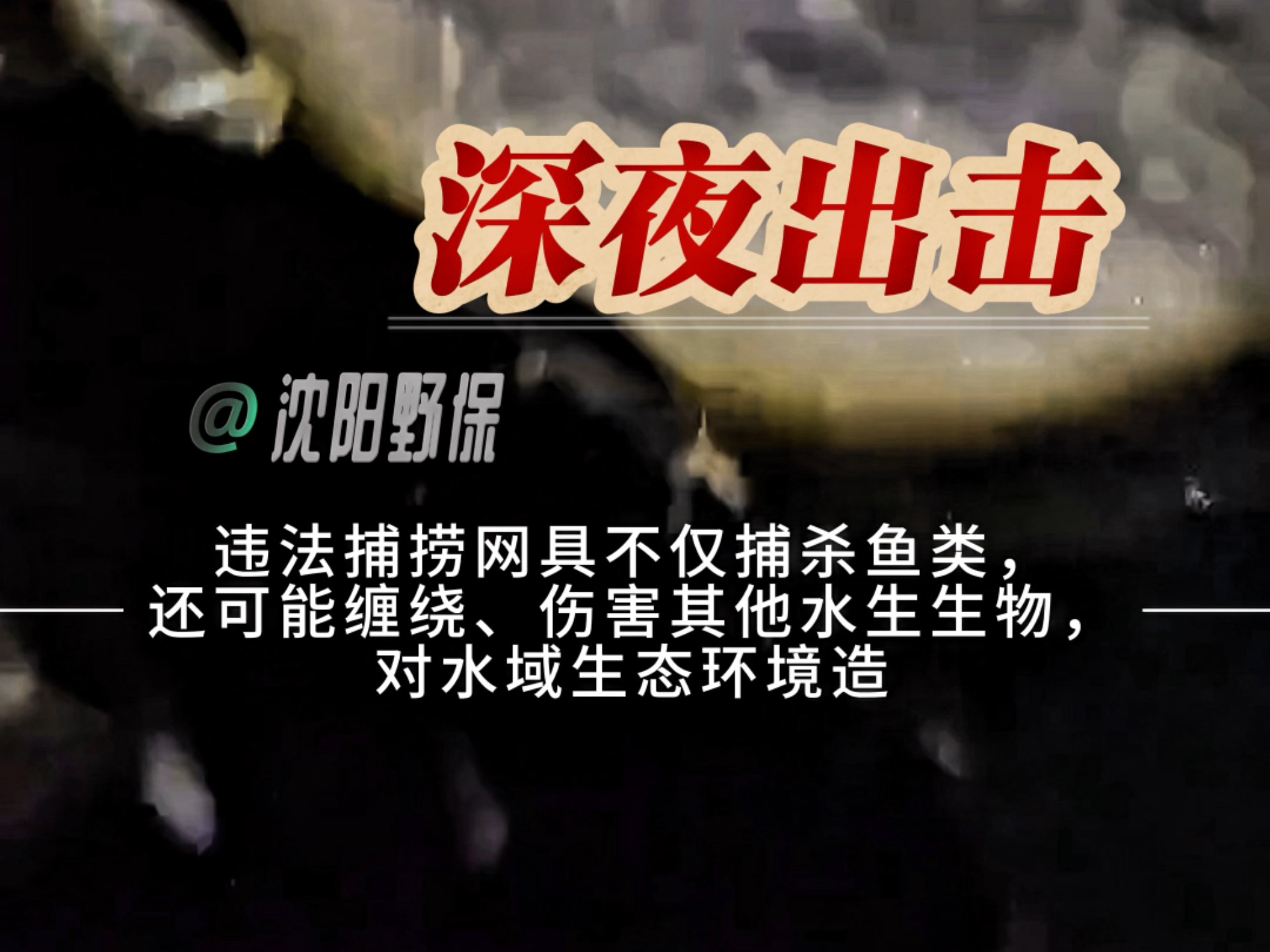 沈阳野保深夜出击,2025年第四次清网行动#沈阳野保 #野生动物保护哔哩哔哩bilibili