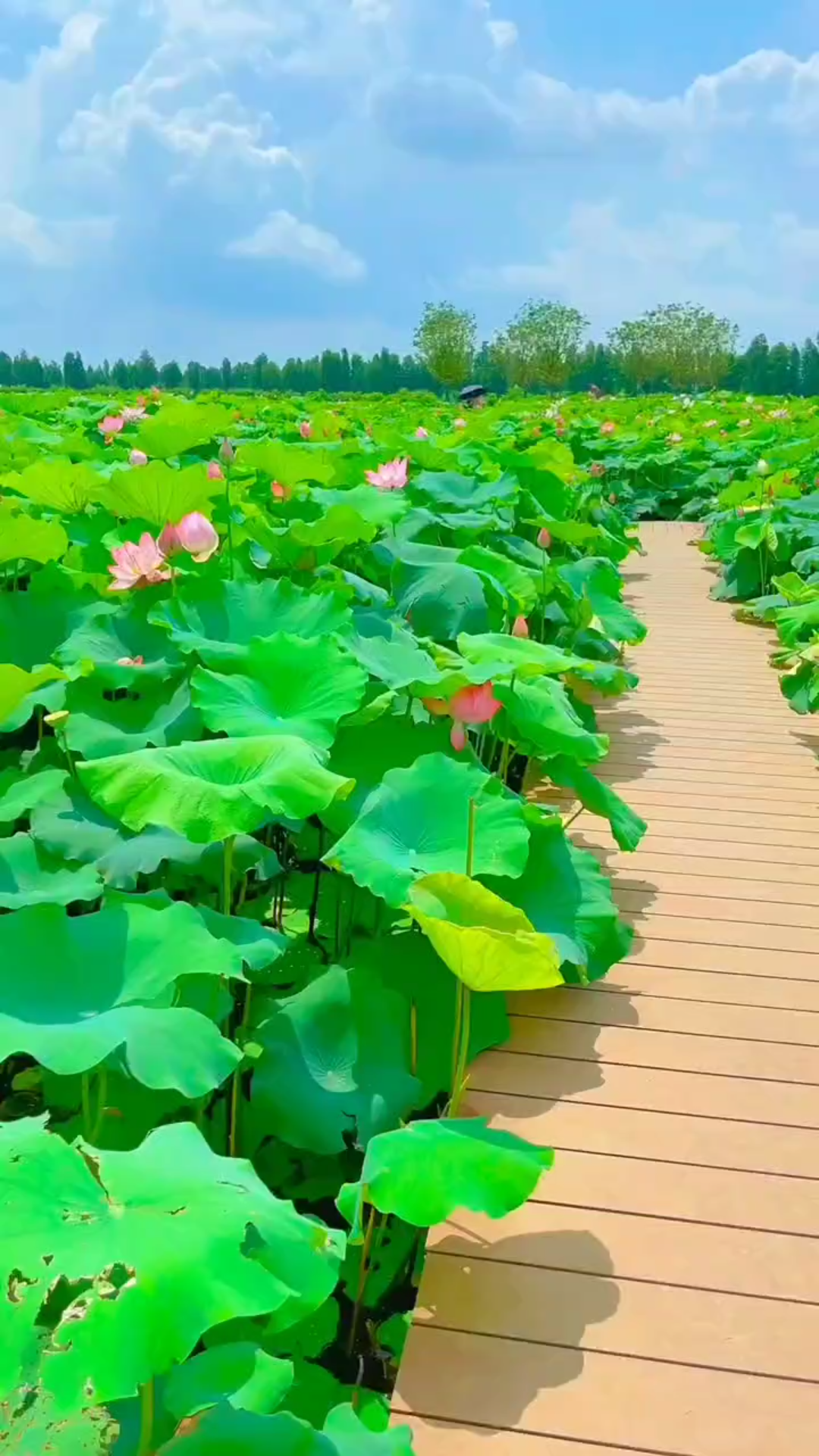 夏日荷花,一起享受大自然的美 ,湖中的美景 ._哔哩哔哩_bilibili