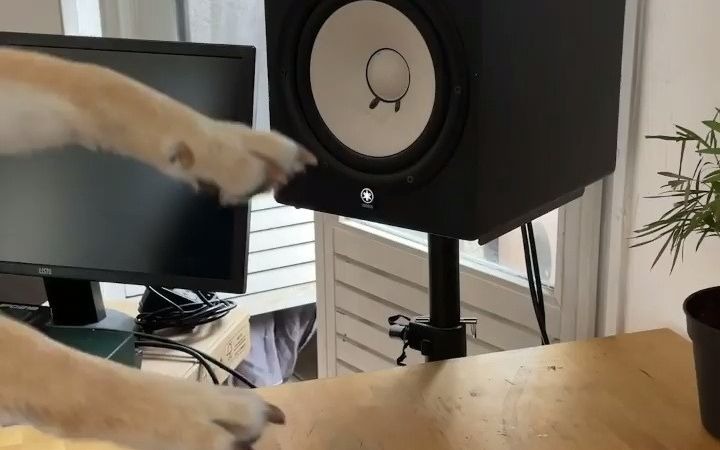 活动作品性感柴犬在线蹦迪