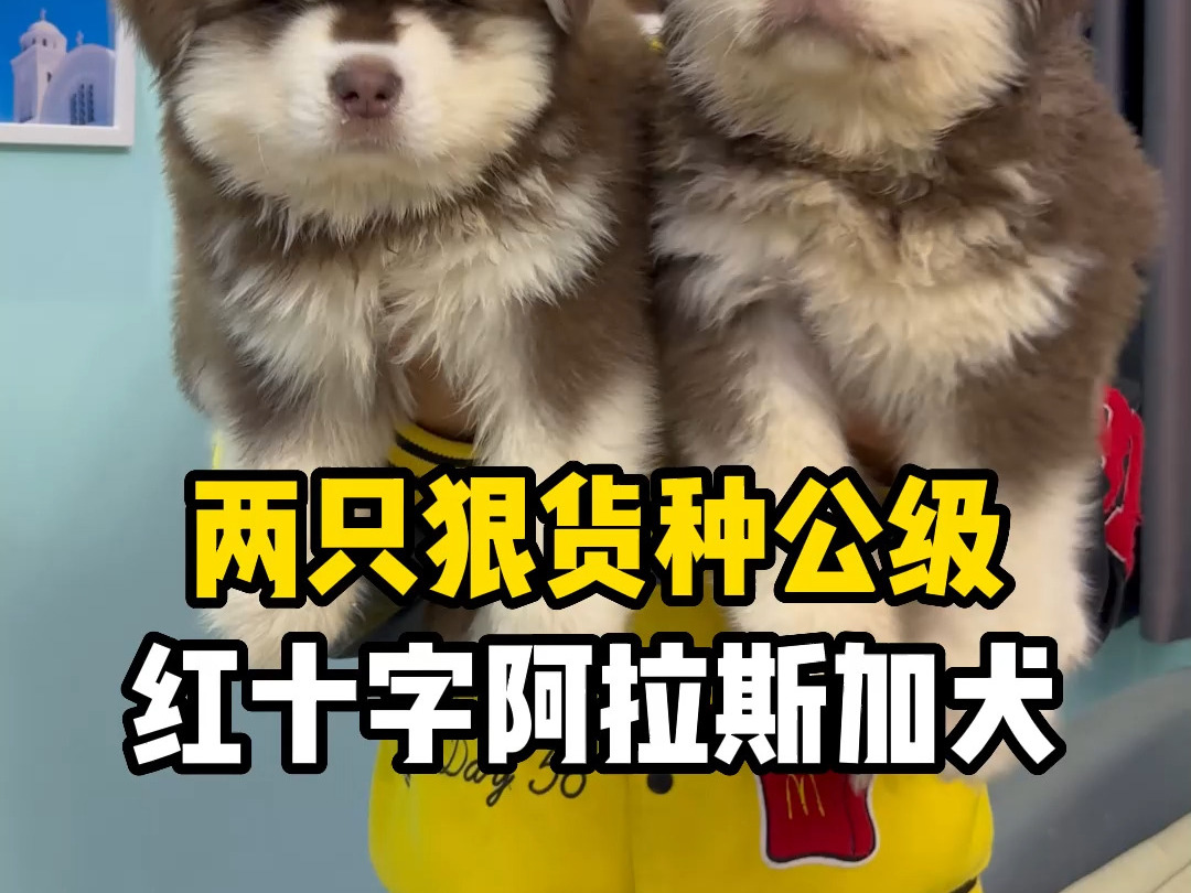 石家庄君瀚犬舍分享两只狠货种公级红十字阿拉斯加幼犬,品相超好,选