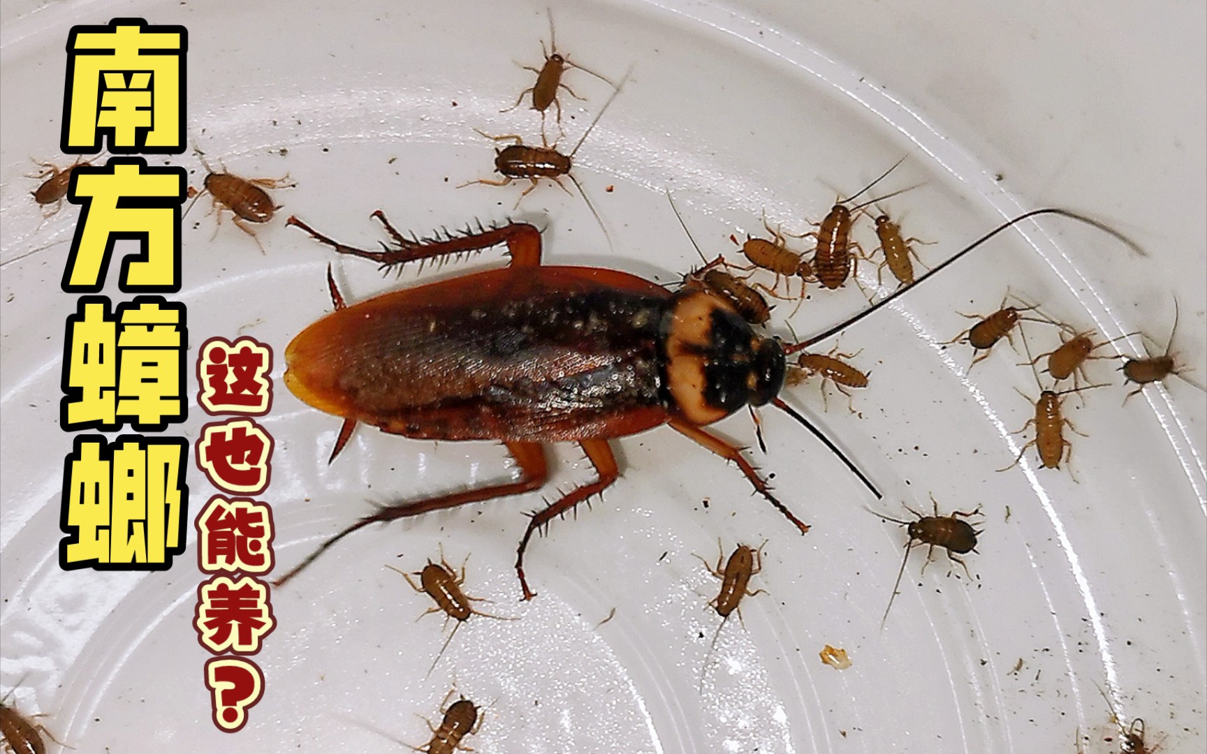刚出生的小蟑螂图片