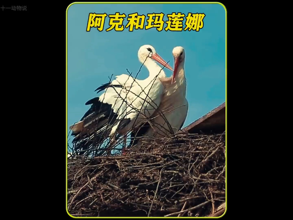 白鹳玛莲娜和阿克,每年跨越16000公里,彼此坚守