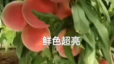 蜜桃成熟时哔哩哔哩bilibili