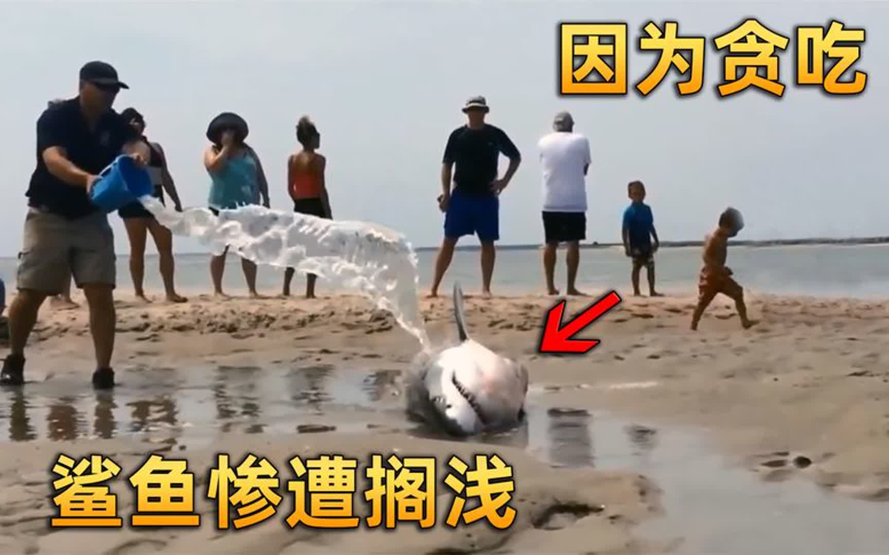 鲨鱼追猎物追到了海滩上,不仅没追到还惨遭搁浅,人们有爱救援
