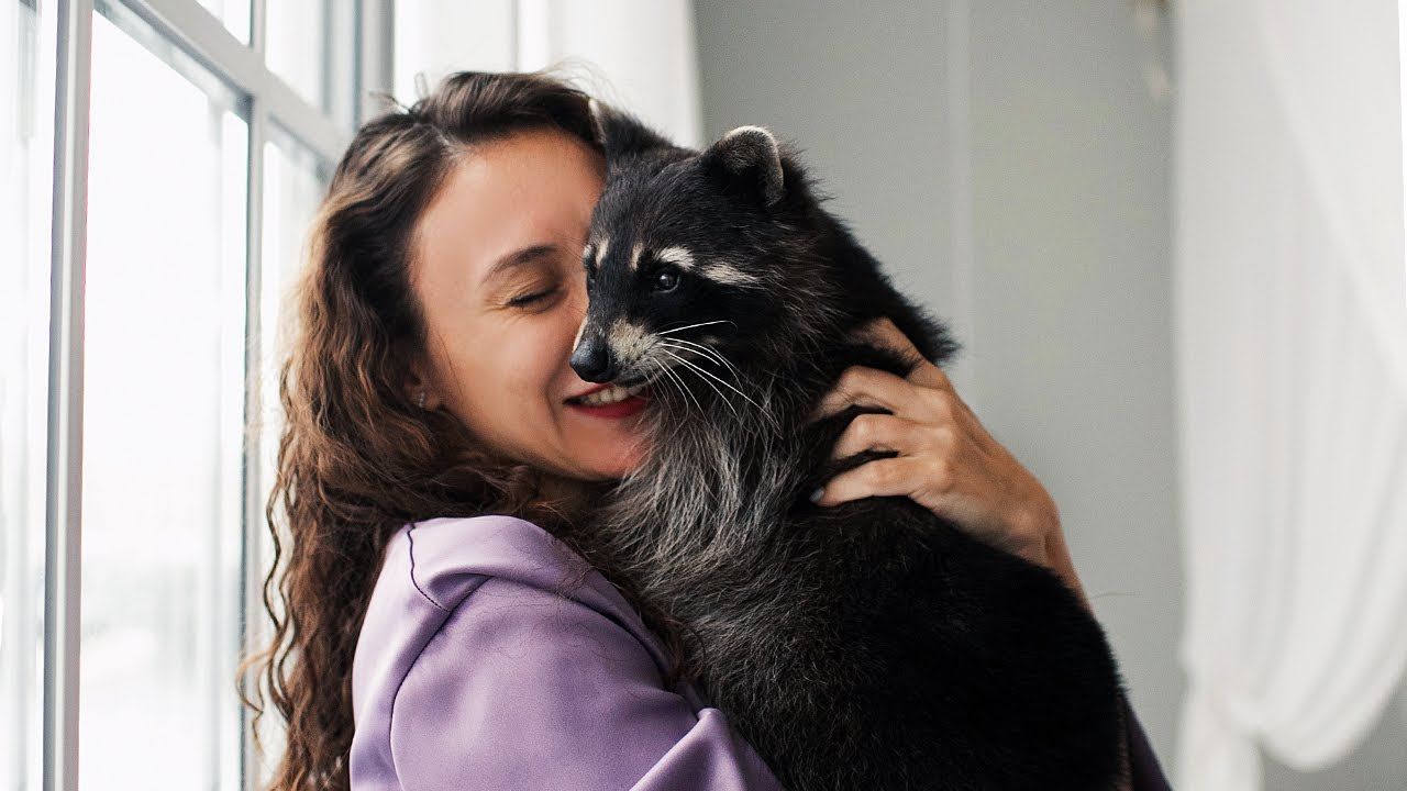 浣熊很好撸,但千万别养!(猞猁姐姐20240202)