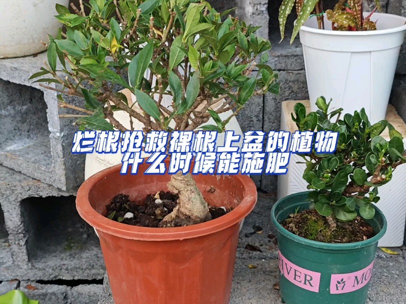 裸根上盆烂根抢救的植物什么时候才可以施肥哔哩哔哩bilibili