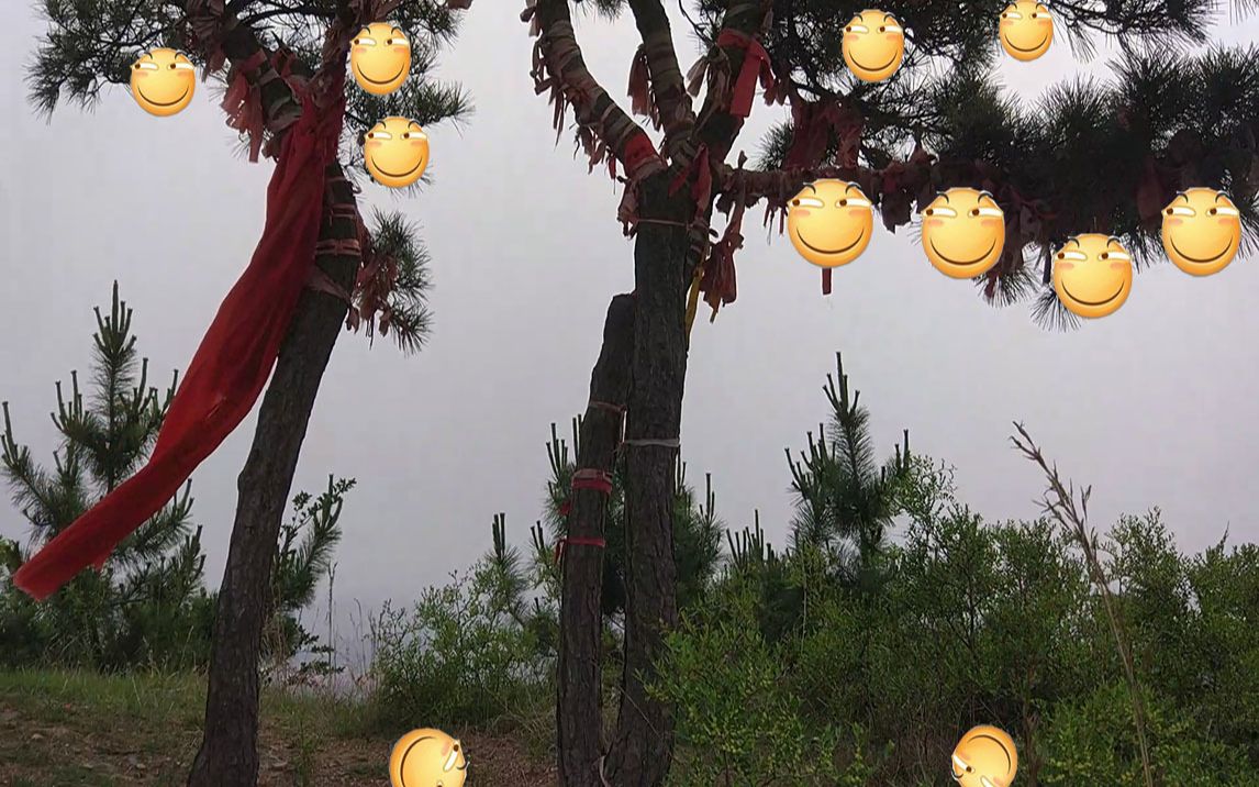 世上居然真有滑稽树!而up主此行的目的居然是.