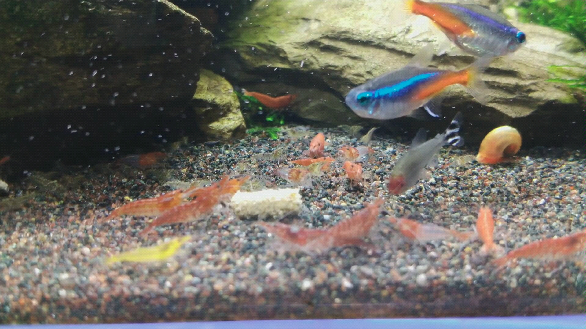 草缸第一期黑壳虾爆缸了大黑壳喂斗鱼了小黑壳捞不着