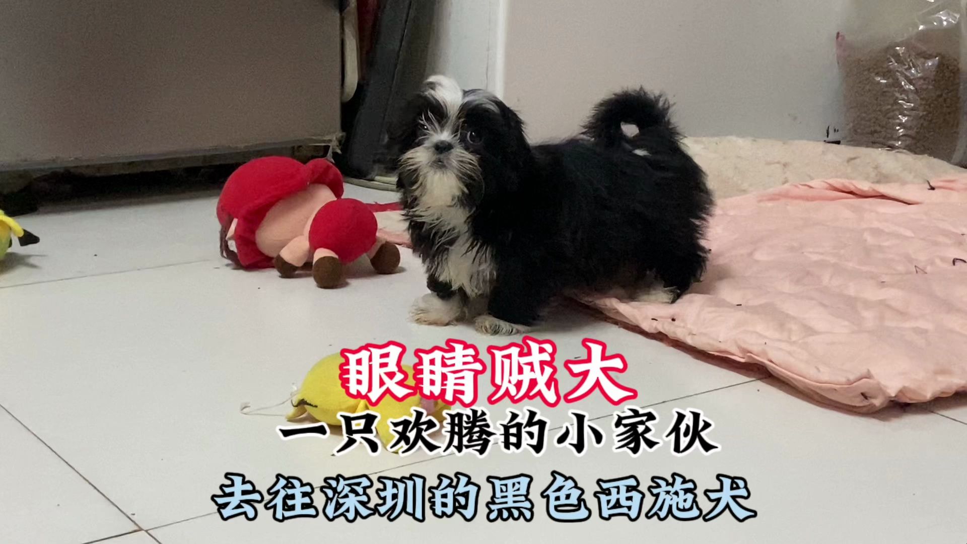 深圳小姐姐独爱黑色西施犬,二次寻宠,一只活泼可爱的小家伙!哔哩哔哩bilibili