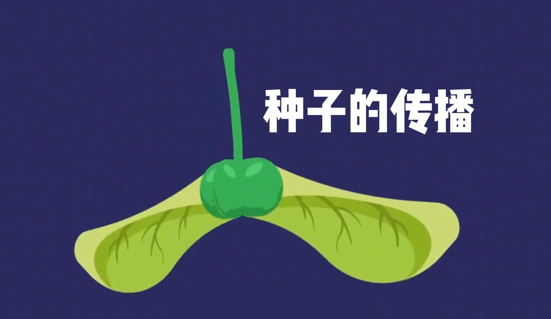 果实和种子的传播