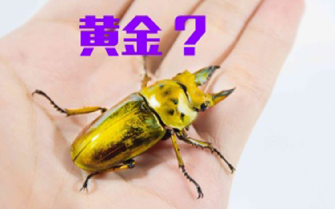 活动作品黄金鬼艳甲虫开箱