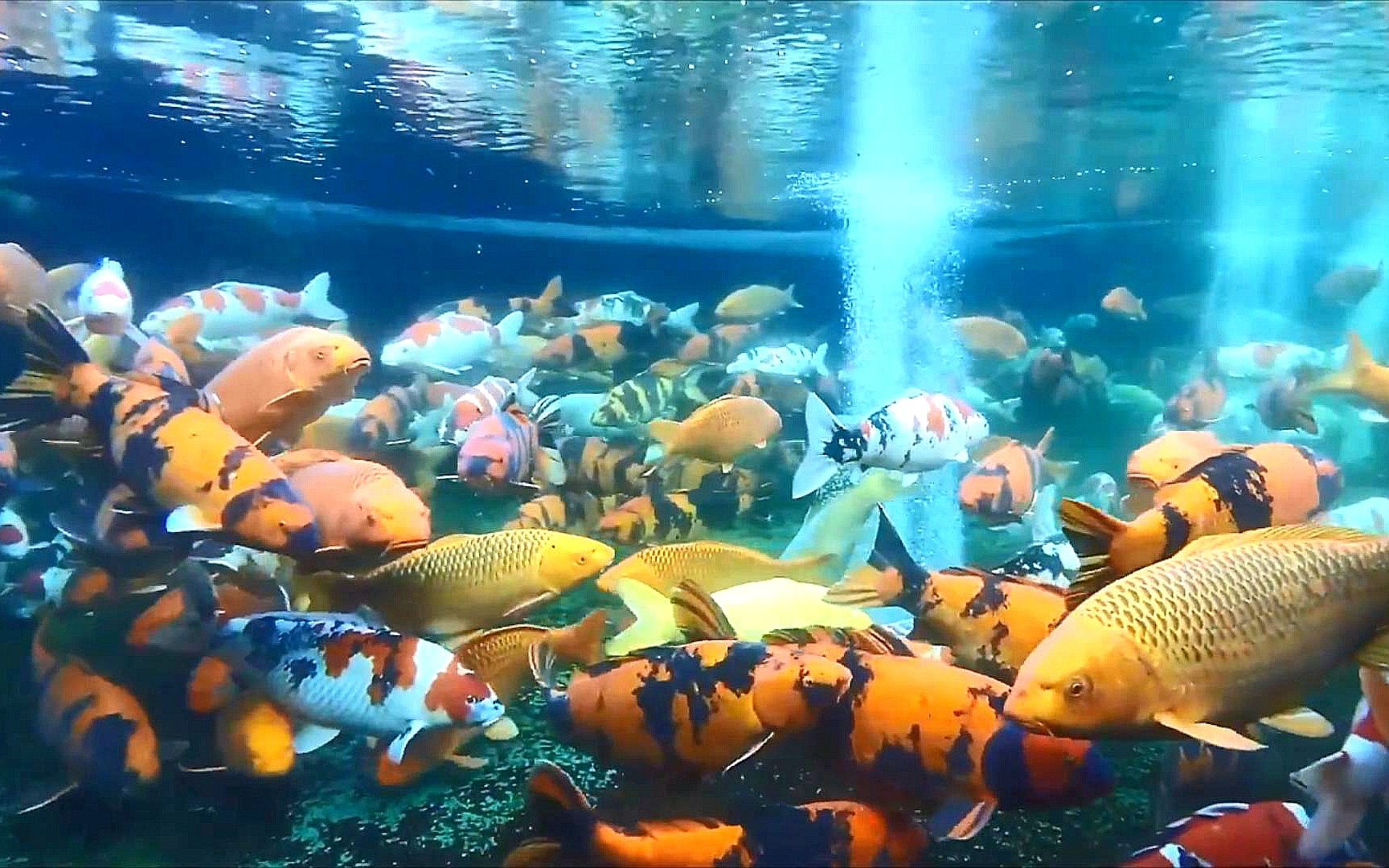 壮观锦鲤群游,大型观赏鱼池塘,上千条大锦鲤