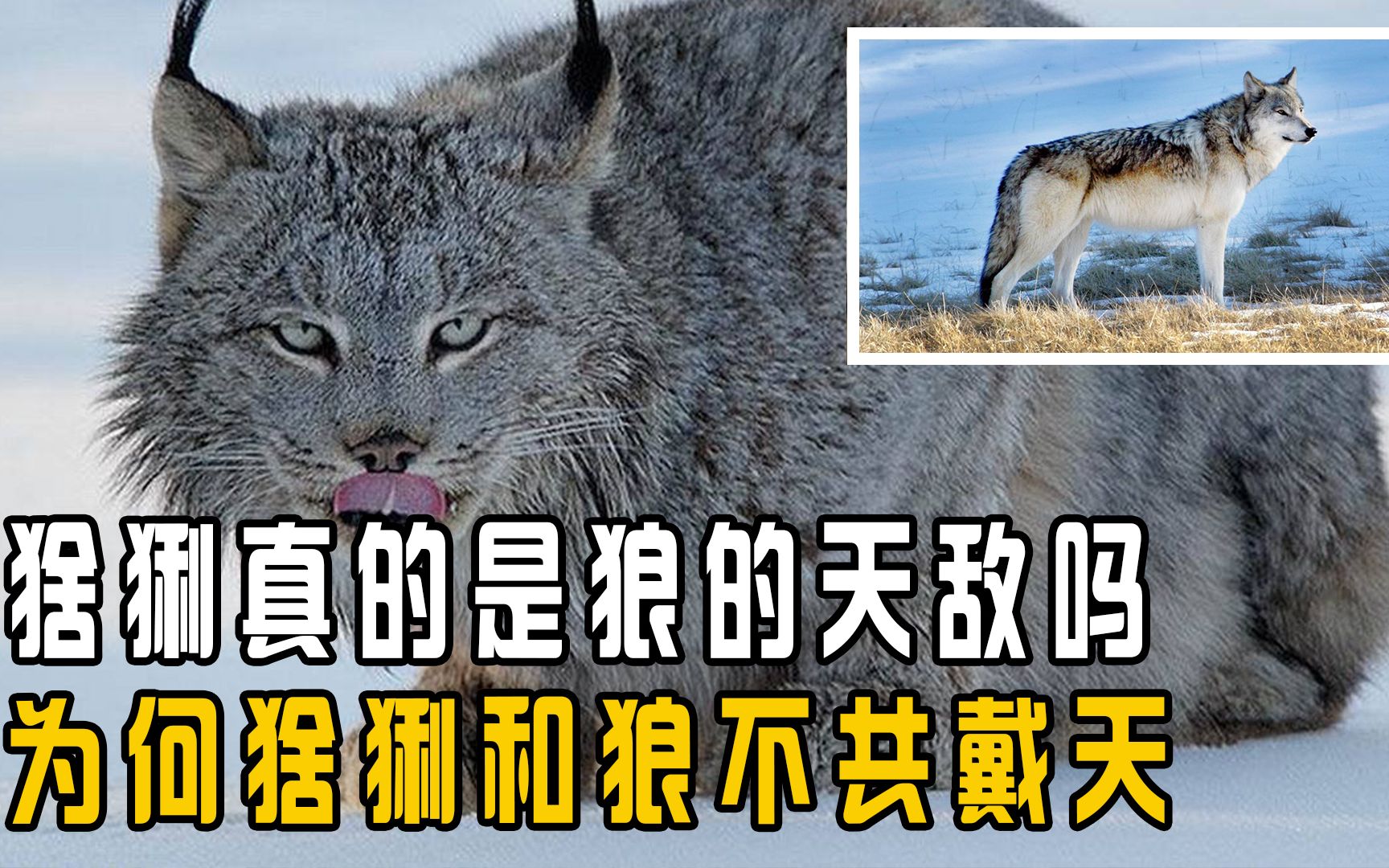 [图]专业杀狼的猞猁，究竟有多大本领？为何猞猁和狼不共戴天？