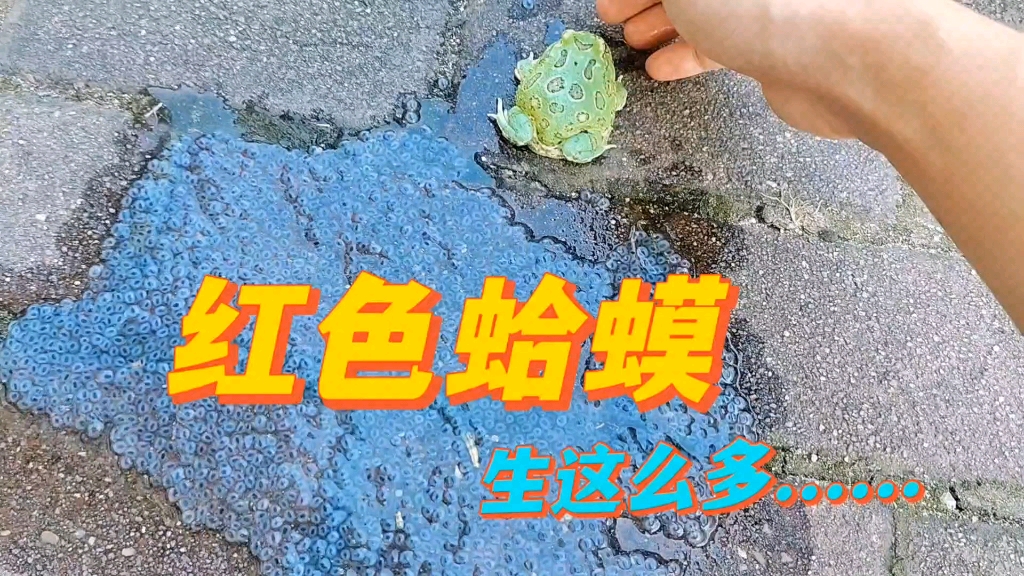 这大蛤蟆怎么生这么多啊?哔哩哔哩bilibili