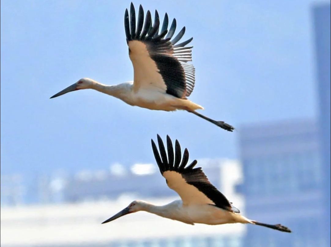 又见稀客 "鸟中的国宝"东方白鹳现身珠海