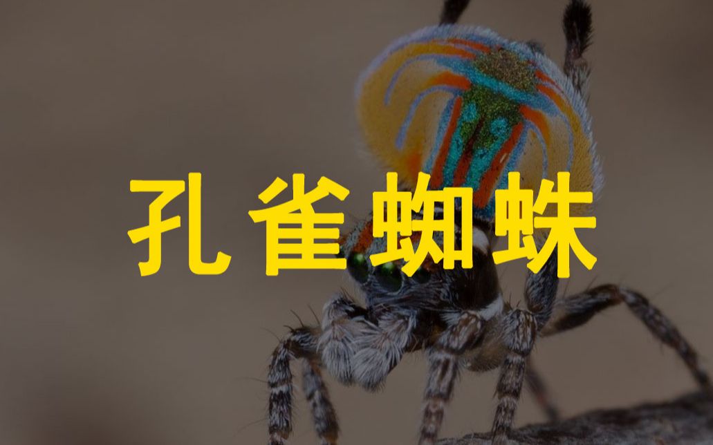 [图]求女友饶命的孔雀蜘蛛 Peacock Spider